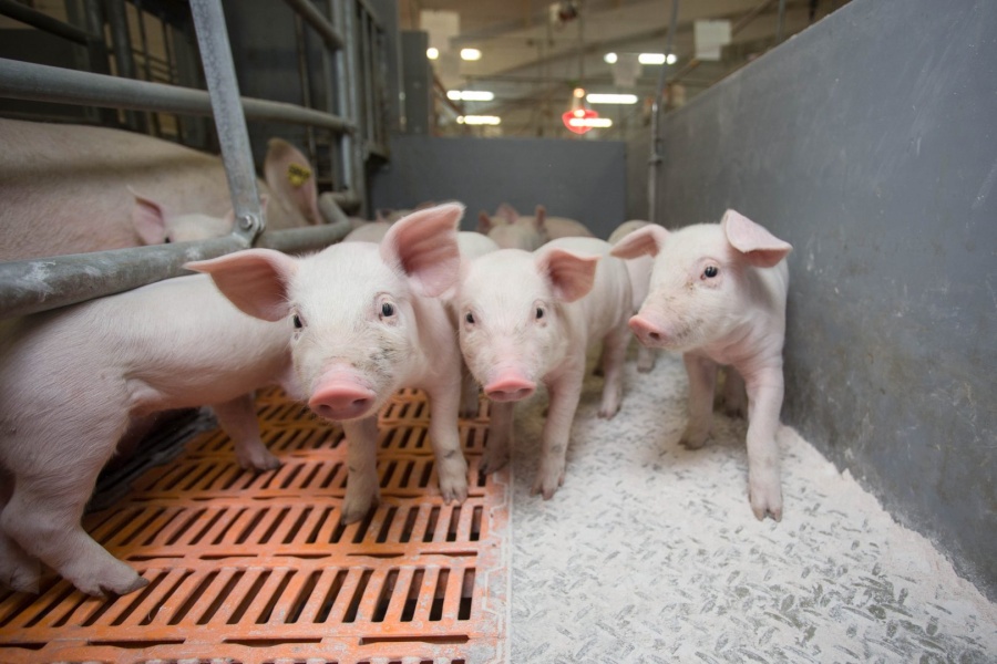 В Тульской области построят два новых свинокомплекса за 6,2 млрд рублей