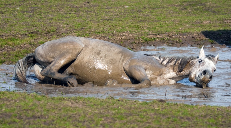 Утонула лошадь.