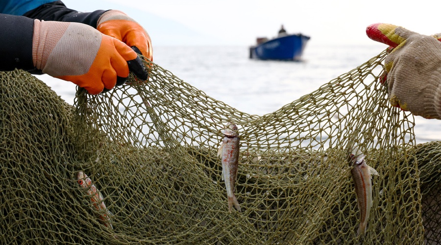 Салака — из-под Минска, лосось — из-под Могилёва!