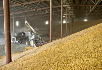 Ячменная вольница