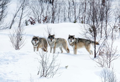 Борьба с волками в Тульском уезде. 